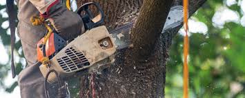 Best Lawn Pest Prevention  in Markesan, WI