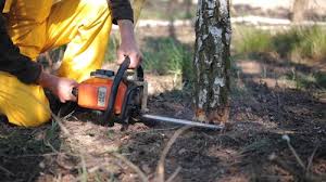Best Tree Preservation Services  in Markesan, WI