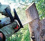 Best Tree Cabling and Bracing  in Markesan, WI