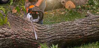 Best Palm Tree Trimming  in Markesan, WI