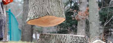 Best Firewood Processing and Delivery  in Markesan, WI