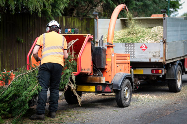Best Fruit Tree Pruning  in Markesan, WI