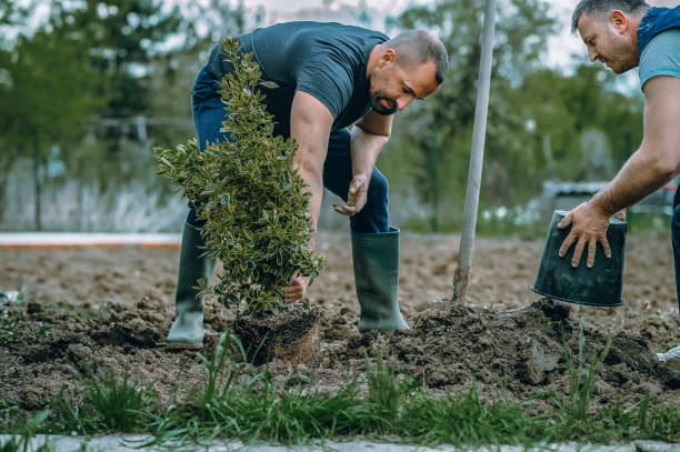 Best Tree Health Inspection  in Markesan, WI