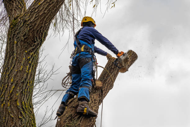 Best Utility Line Clearance  in Markesan, WI