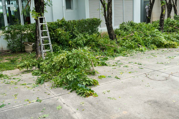 Best Lawn Disease Treatment  in Markesan, WI