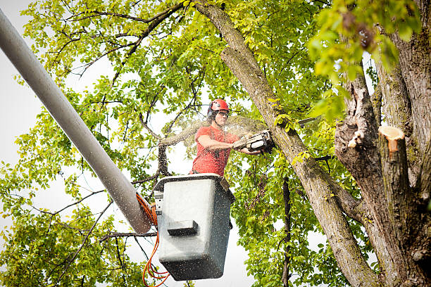 Best Tree Removal  in Markesan, WI