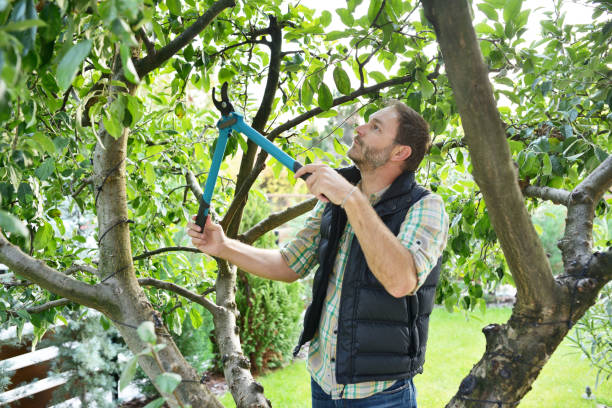 Best Hazardous Tree Removal  in Markesan, WI